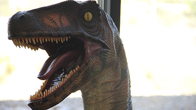 A Raptor replica at the San Juan College School of Energy Dugan Museum.
